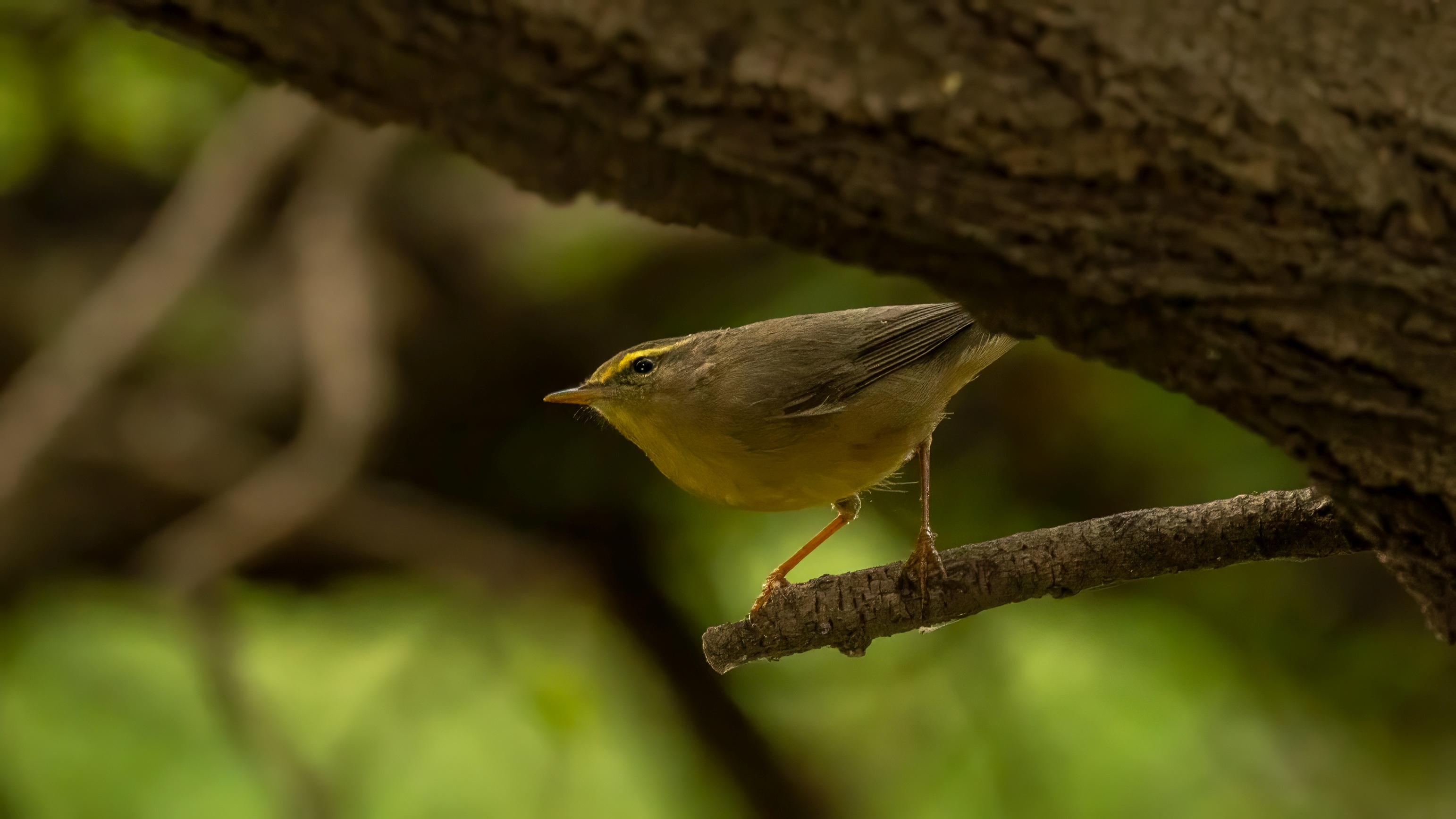 Sulphur-bellied Warbler